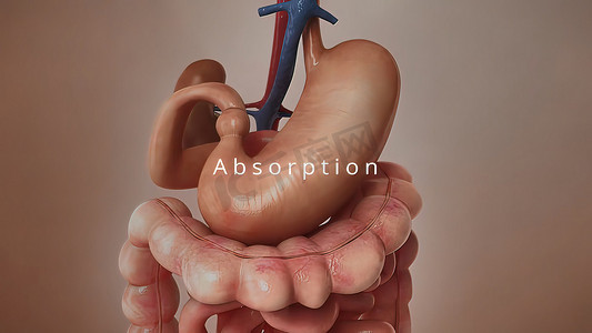 人体器官3摄影照片_人体消化系统解剖学医学概念 3D 插图