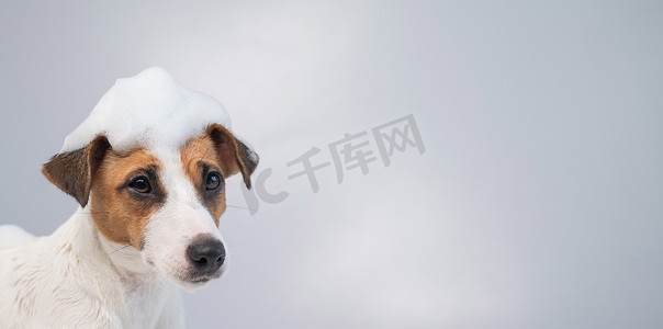 有趣的狗杰克罗素梗犬，头上有泡沫，背景为白色。