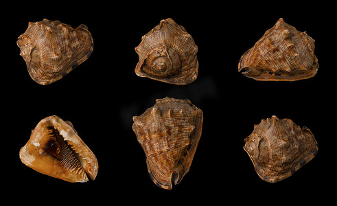 黑色背景中的大贝壳，孤立，从六个角度特写拍摄