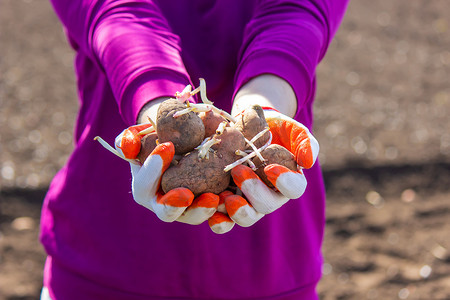 在地里手工种植马铃薯块茎。
