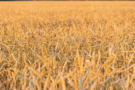 金黄麦穗摄影照片_有麦穗的金黄谷物田、农业农场和耕作概念。收获。麦田。乡村风景。成熟的耳朵。牧场收获概念。小麦成熟的耳朵。谷物作物。面包、黑麦和谷物