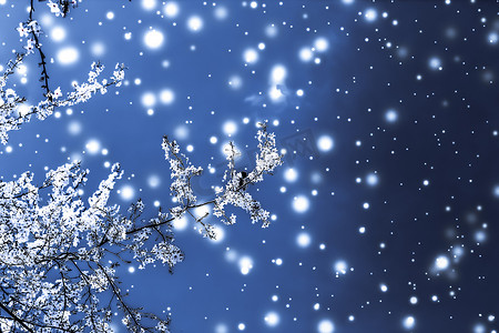 圣诞节、新年蓝色花卉背景、节日贺卡设计、花树和雪花作为豪华美容品牌的冬季促销背景