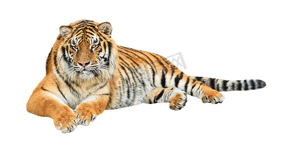 国画老虎摄影照片_西伯利亚虎 (Panthera tigris altaica) 剪影