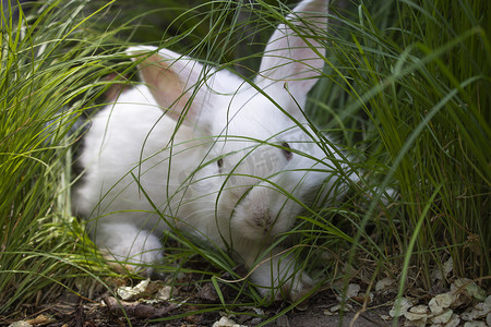 白兔眼睛摄影照片_绿草中一只受惊的白兔