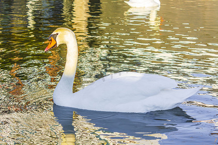 不来梅摄影照片_德国不来梅港威悉河上美丽漂亮的白天鹅。