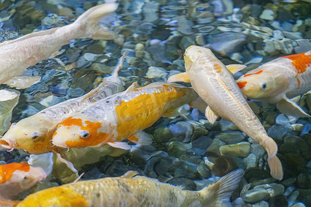 烫金色锦鲤摄影照片_水中的彩色锦鲤在模糊中特写