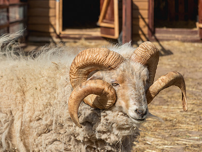 雄性迷你绵羊或绵羊白羊座的肖像。