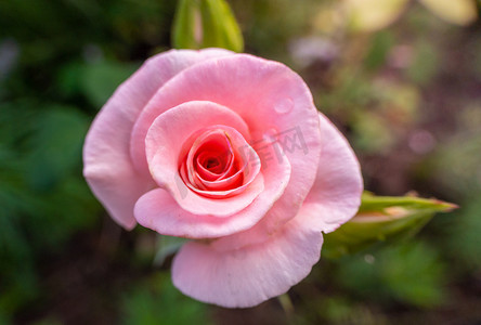 公主粉摄影照片_花园里美丽的粉红玫瑰