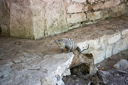 玛雅人摄影照片_一只大鬣蜥在灰色石灰岩特写上晒日光浴。