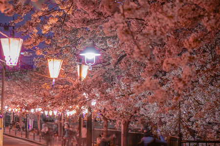 夜樱花和日本灯笼的形象