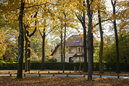秋天的风景、黄色秋天树木和树叶覆盖的走道中的房子
