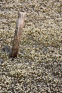 萨斯喀彻温省路边池塘里五颜六色的水花
