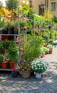 花卉和植物以盆栽形式出售。