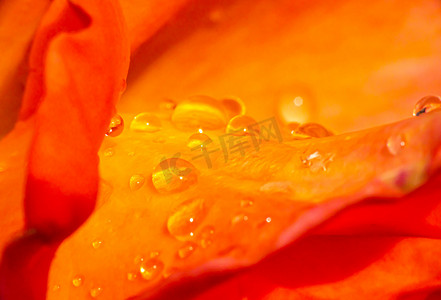 花园里的橙色玫瑰与雨滴