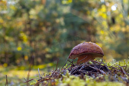 充足的营养摄影照片_CEP 蘑菇生长在秋天的树林里