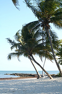 风中的棕榈树