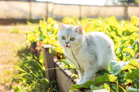 有趣的白色纯种猫坐在花园里的绿叶床上，伸出舌头