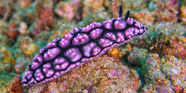 海蛞蝓，蓝碧岛，印度尼西亚