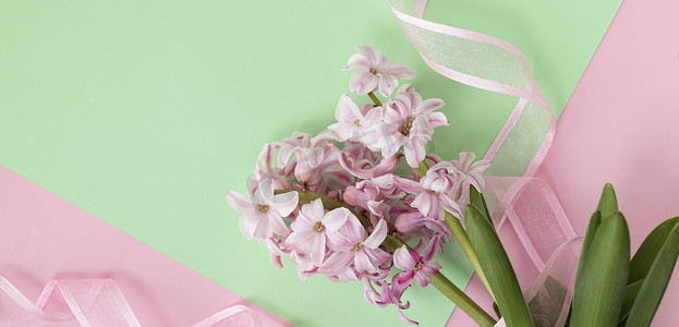 横幅上有平躺的粉红色风信子花，上面有粉红色丝带，柔和的绿色和粉红色。