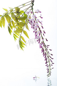 紫藤叶摄影照片_美丽的春天盛开的紫藤分支，隔离在白色