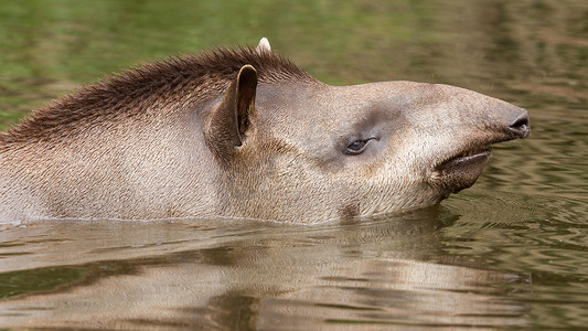 南美貘在水中的侧面肖像