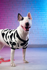 紫色蓝色霓虹摄影照片_一只穿着斑点狗衣服的白色斗牛犬靠在霓虹粉色和蓝色色调的砖墙上