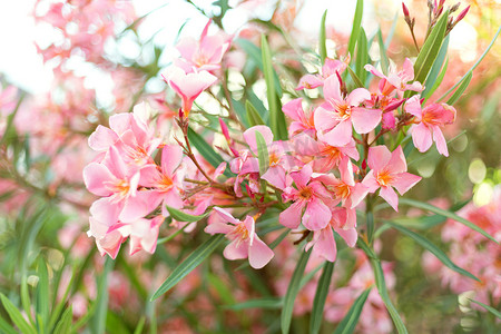 模糊绿叶背景上美丽的粉红色夹竹桃花