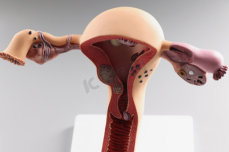 女性子宫和卵巢、人类生殖器官的解剖模型