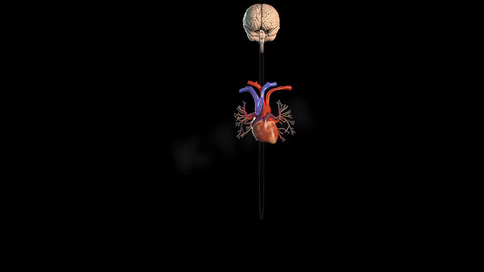 黑色背景下的人体解剖学，血管系统