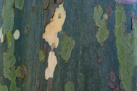 背景卡其摄影照片_悬铃木树皮的纹理。
