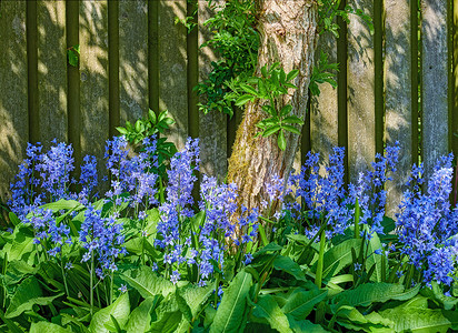 观花植物摄影照片_在私人后院或僻静的家庭花园的绿色茎上生长和开花的常见蓝铃花的景观。