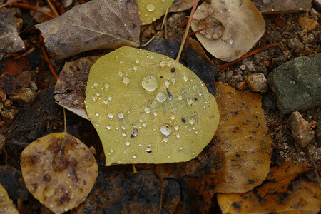 秋叶与雨滴