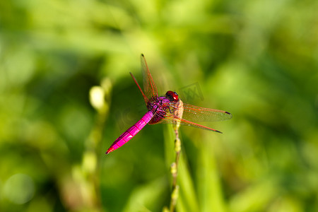 粉红蜻蜓在草地上休息
