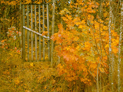 栅栏，木门，花园入口，金色的树叶，秋天的背景