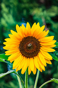 一朵独特的向日葵的特写镜头，大黄蜂采集花蜜