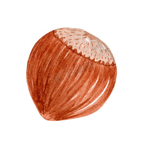 手绘椰子摄影照片_水彩整个榛子在壳中隔离在白色背景