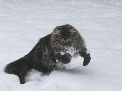 雪地里玩耍摄影照片_可爱的长毛虎斑小猫在雪地里玩耍