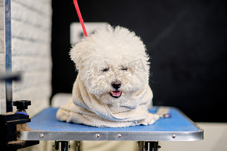 狗洗澡摄影照片_一条湿比熊卷毛裹着毛巾躺在梳妆台上的特写