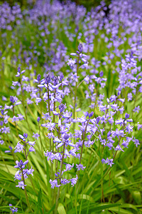 西班牙蓝铃花或风信子非脚本在春天在大自然中绽放的特写镜头。