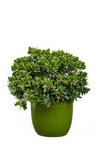 Crassula ovata，通常称为玉树，是一种多汁植物，原产于莫桑比克和南非的一些省份，孤立在白色背景上。