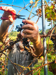 高级山水摄影照片_意大利皮亚琴察 — 2022年9月，白人高级农民收获葡萄