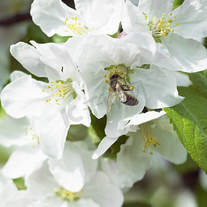 开花的苹果树与蜜蜂
