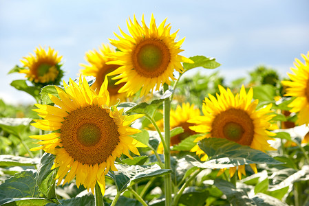 阳光鲜花摄影照片_夏天，在模糊的自然背景下，花园里生长着向日葵。