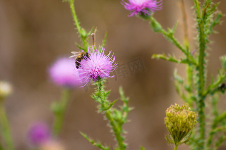 蜜蜂在多刺无羽蓟花上的特写，选择性聚焦前景