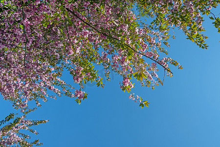 蓝天白云下盛开的三叶樱桃