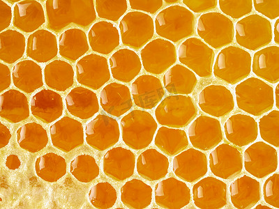 细胞摄影照片_蜂巢特写，新鲜的细丝滴甜蜂蜜，宏观背景