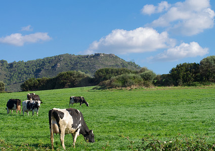 奶牛斑点摄影照片_草地上有斑点的奶牛