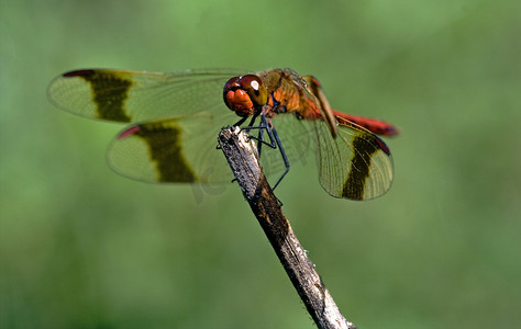 斑点红色摄影照片_野生红蜻蜓前面