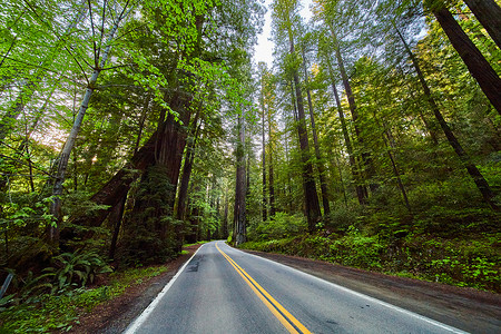 穿过加州红杉巨人大道的道路