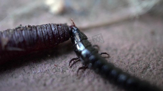 一只黑色细长甲虫正在吃一条蠕虫。